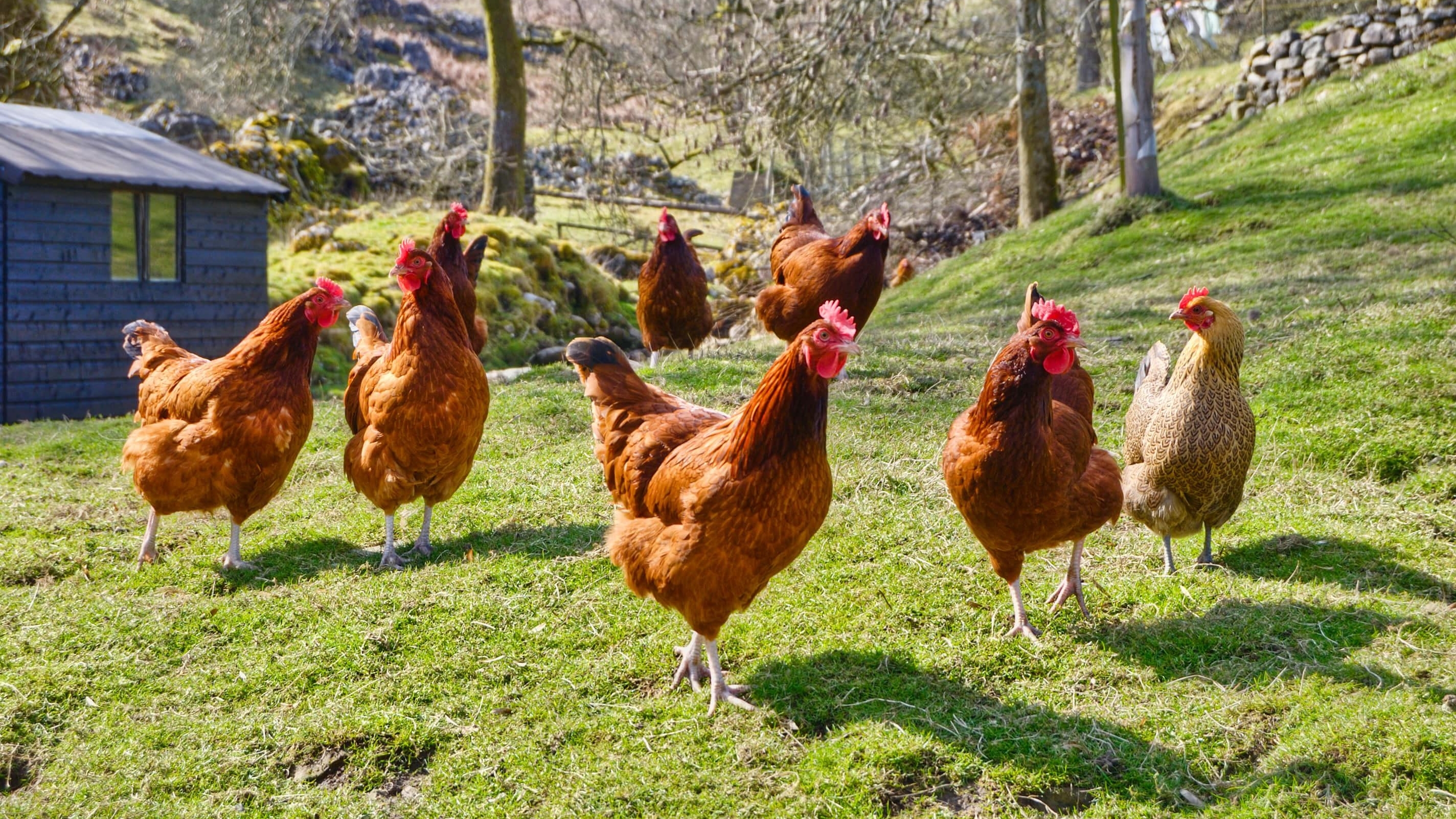 group of chickens