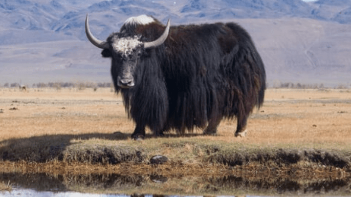 Yak with reflection