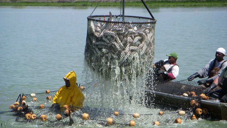 producers lifting net full of catfish from water