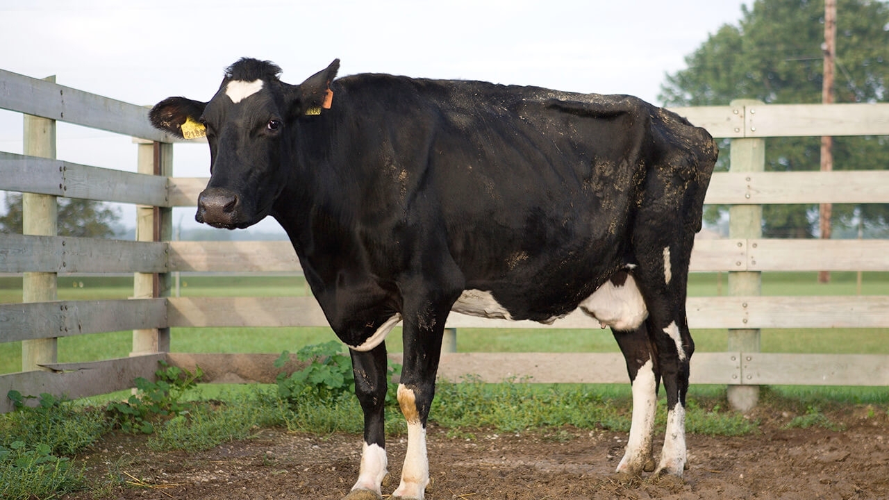 Black cow with white patches on its forehead, underbelly, and lower legs.