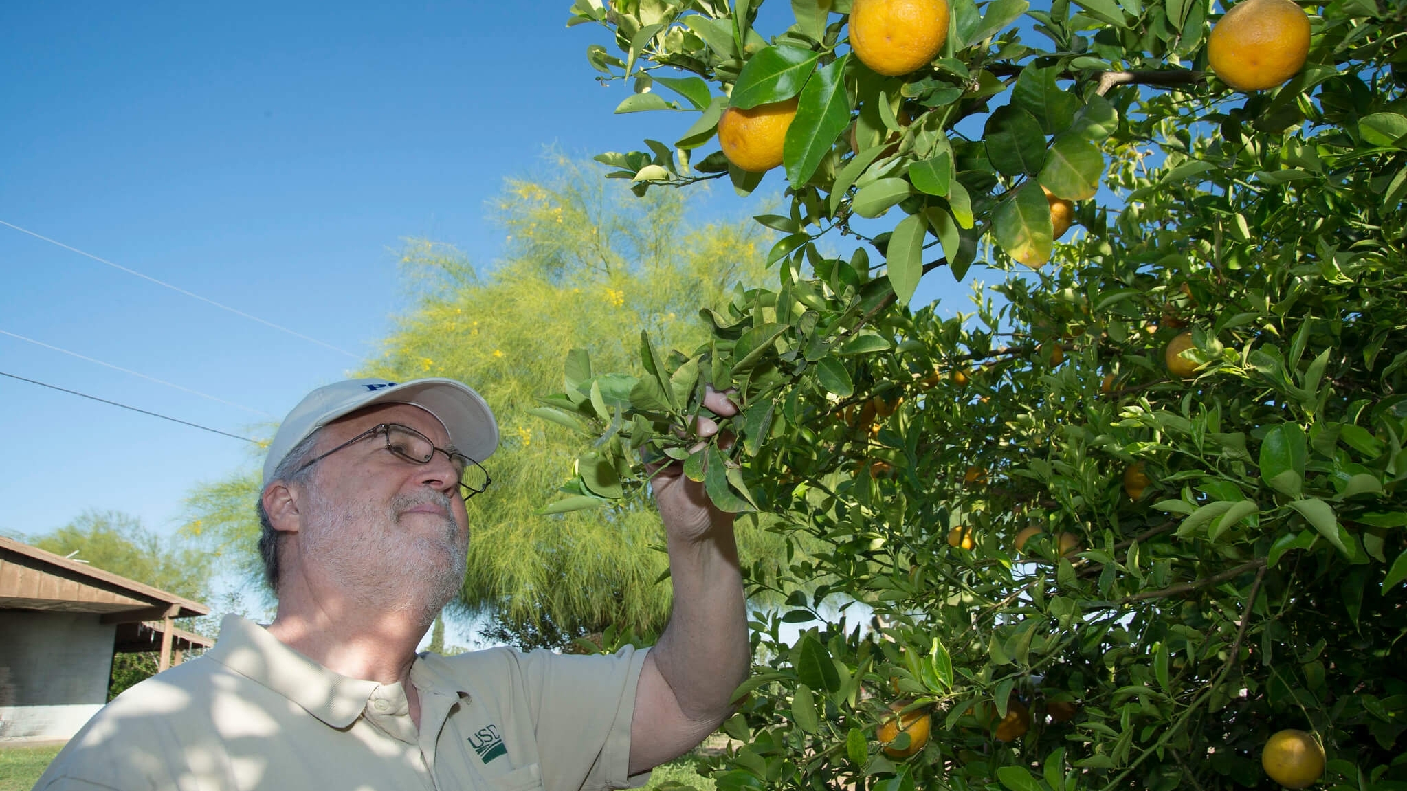 USDA inspector looking at citrus tree.
