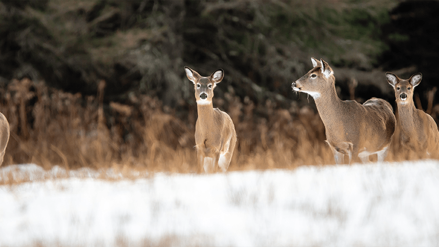 Several brown white-tailed deer standing in a snow-covered field.