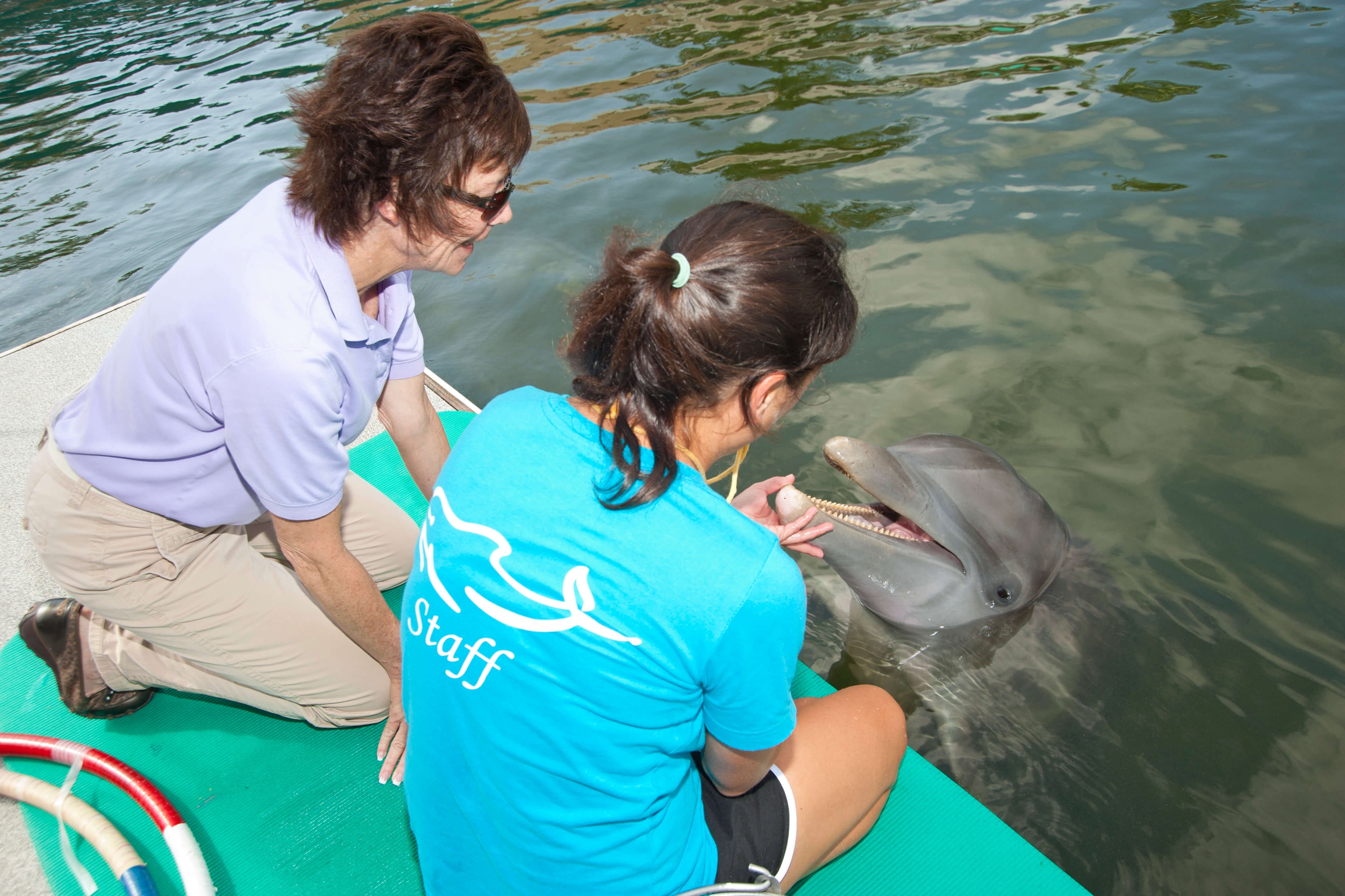 Student working with dolphin
