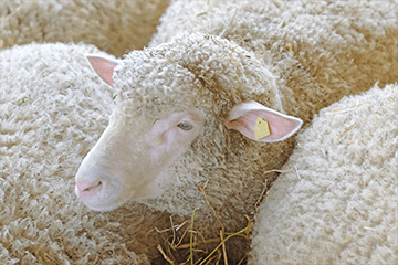 Close-up of a grayish-white sheep with an ear tag.