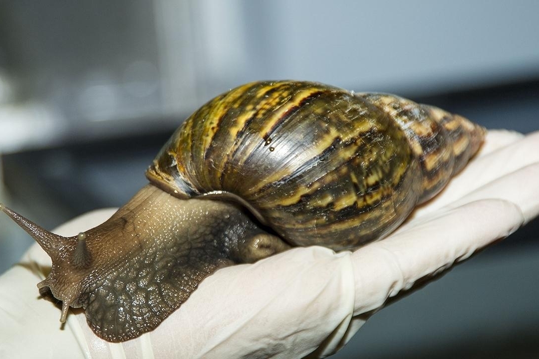 Large brown snail, approximately 8 inches in length, that has a dark brown shell with lighter brown vertical stripes sitting on a gloved hand. 