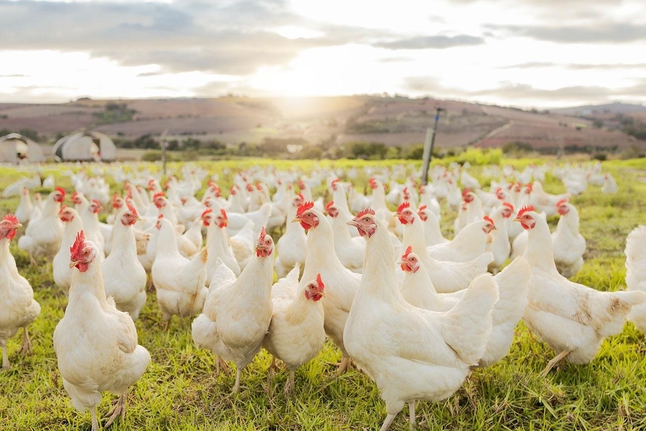 white chickens