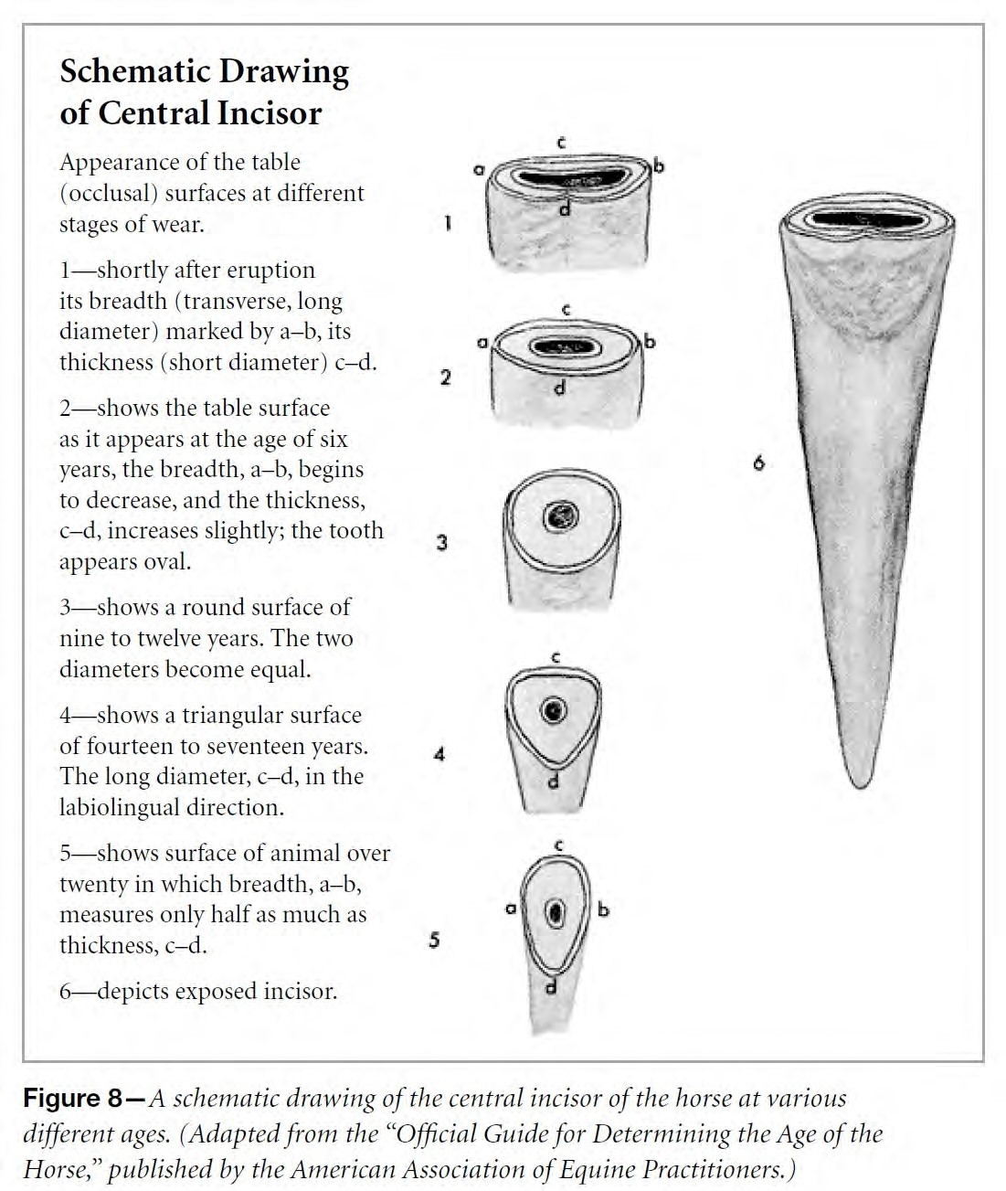 Schematic Drawing of Central Incisor - Horse