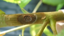Canker produced approximately 5 weeks following introduction of Geosmithia (isolate 12-181) into Southern California walnut seedling. Sporulation of the fungus is occuring at the edges of the wound.