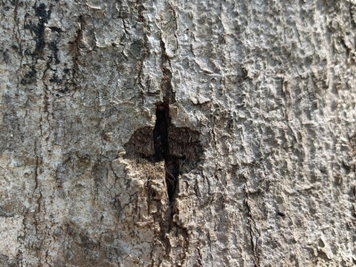 asian longhorned beetle egg site shows chewed wounds on the bark of a tree about the size of a quarter or smaller where an egg is laid