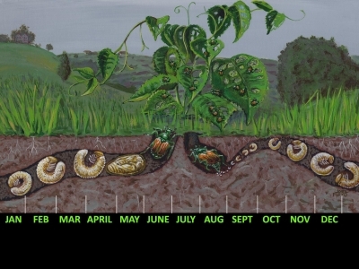 Japanese Beetle lifecyle timeline illustration